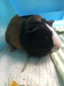 Rescue Guinea Pig Guinea Pigs for Adoption in Morristown, New Jersey - Moon *Lives With Star* | PetCurious